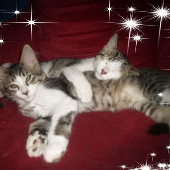 Meet your Posher, Joie - Picture 1 of 1